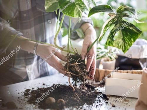 Smart Greenhouse Cultivation