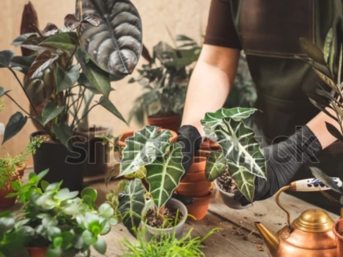 Rare Plants to Brighten Every Space