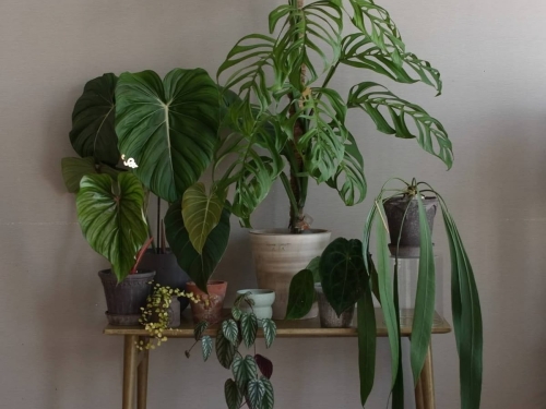 “Bring the Tropical Forest Home” – Limited Plant Fair