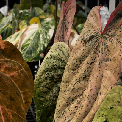 Variegated Mother