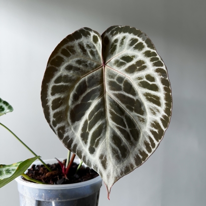 2026 New Mother Plant