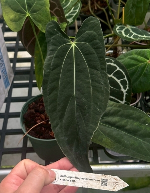 RG Papillilaminum x Carla