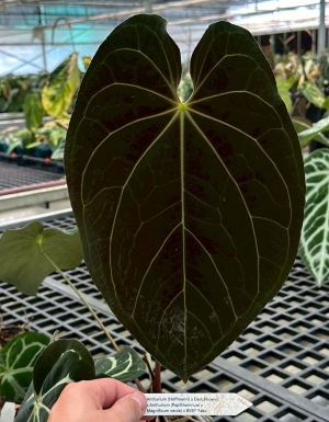 (Hoffmannii x Dark Phoeni) x ((Papillilaminum x Magnificum verde) x BVEP 'Felix)