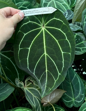 Crystallinum x (Black Widow x Michelle)