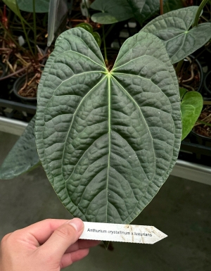 Crystallinum x Luxurians