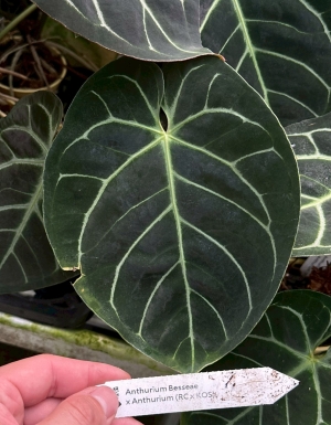 Besseae aff  x (RC x KOS)