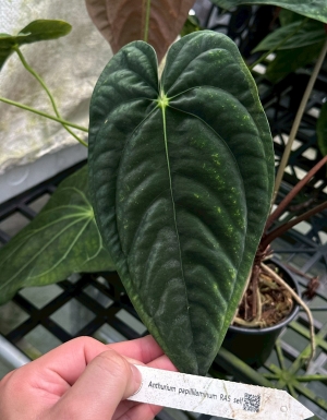 papillaminum RA5