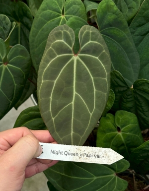 Night Queen x papillaminum