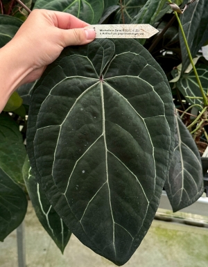 (Michelle x Zara) x Papillaminum