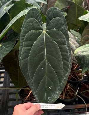 (RG papillaminum x Carla) x AOS