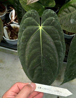 ((forgetii x carlablackiae 'Amanda') x BVEP 'Felix') x (RG Papi x Carla)