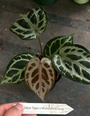 Silver Tiger x Wonderboy a