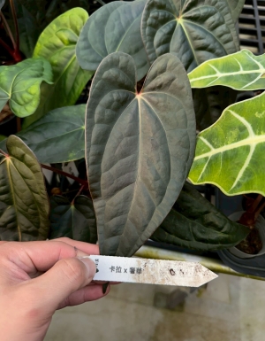 Carla JH01 x  Luxurians