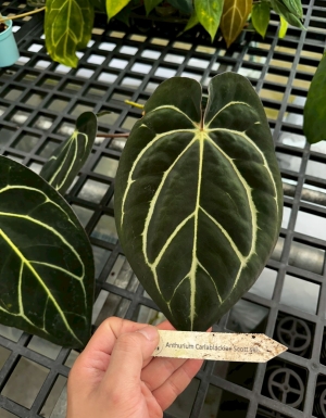 Carla og5 x og1
