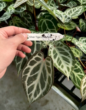Sliver Tiger x Michelle