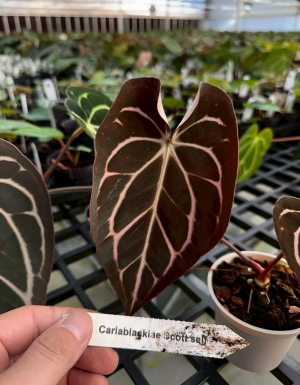 Carla og5 x og1