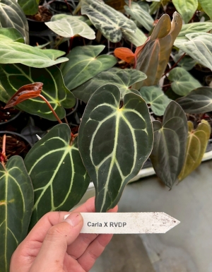 Carla JH01 x RVDP