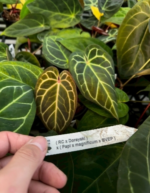 (RC x Dorayaki ) x ((Papi x Magnificum) x BVEP)