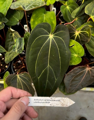 Carla 'og5 x og1' x BVEP