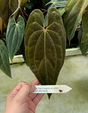 (Papi x Magnificum x BVEP) x AOS DF