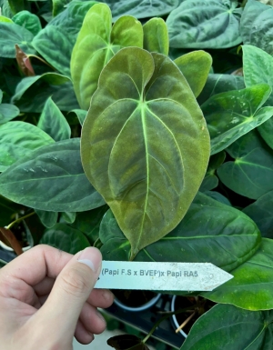 (Papi FS x BVEP) x Papi ra5