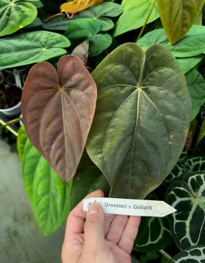 Dressleri x Goliath
