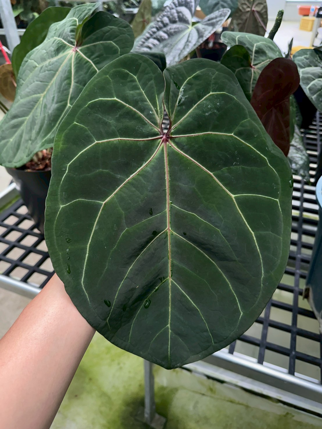 RC x Hoffmannii