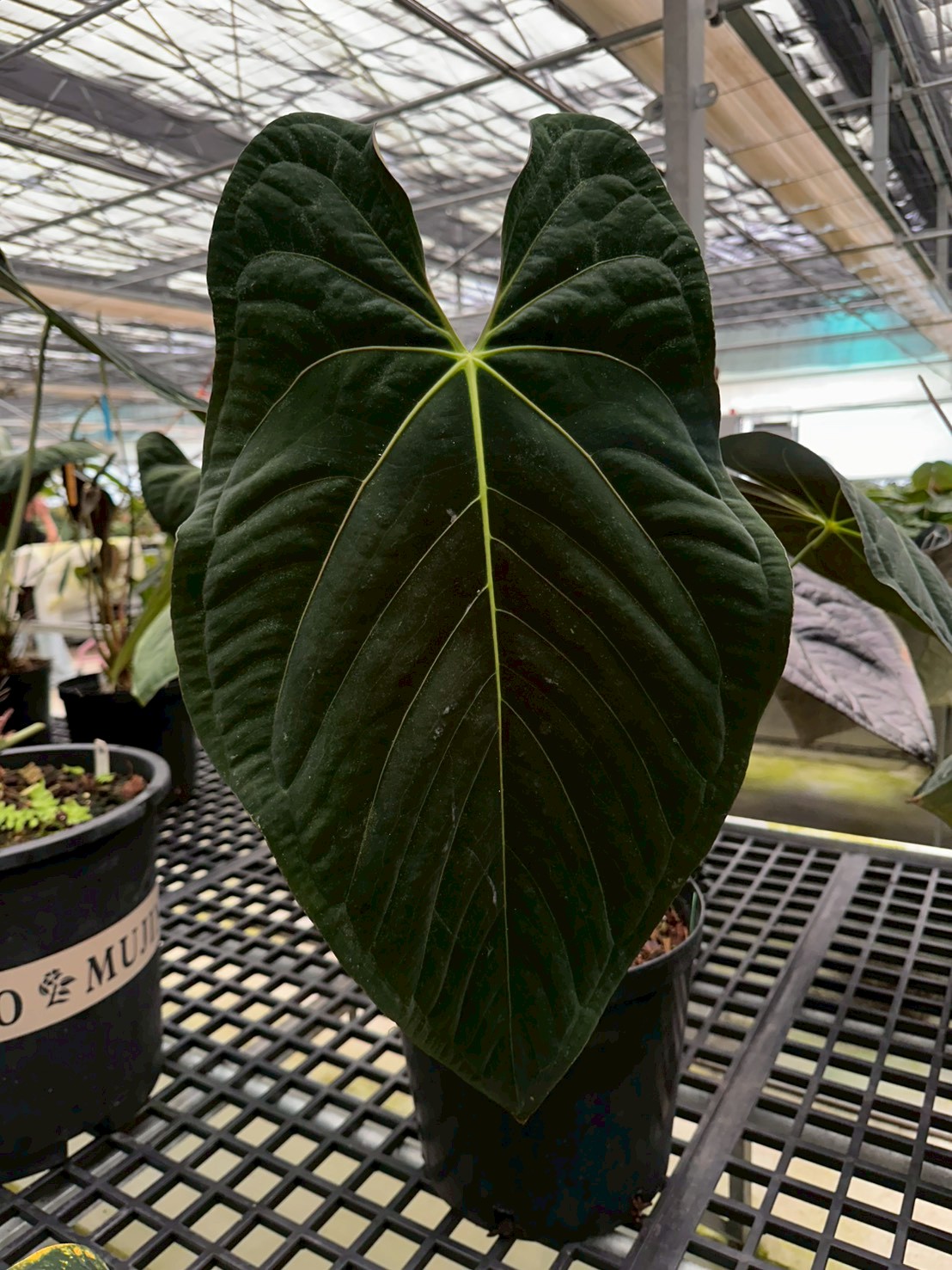 papillaminum Xone