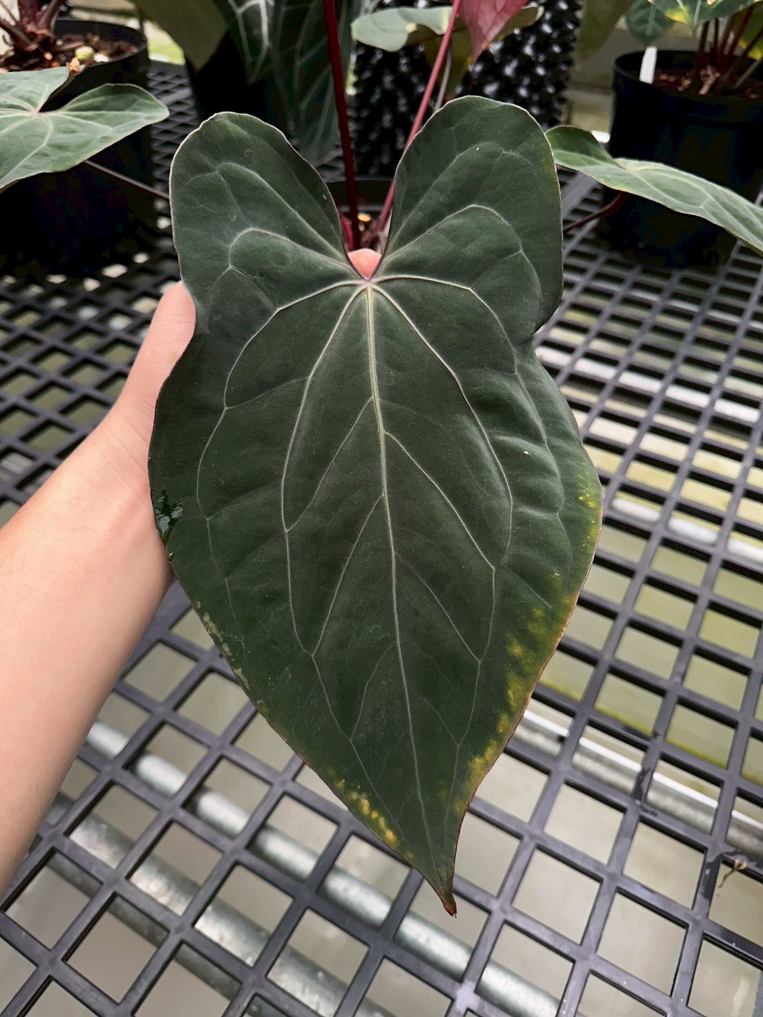 Dark & Handsome' x 'Red Velvet Cake'