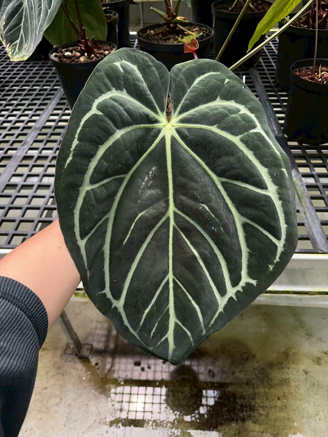 Carla 'og5 x og1' #1