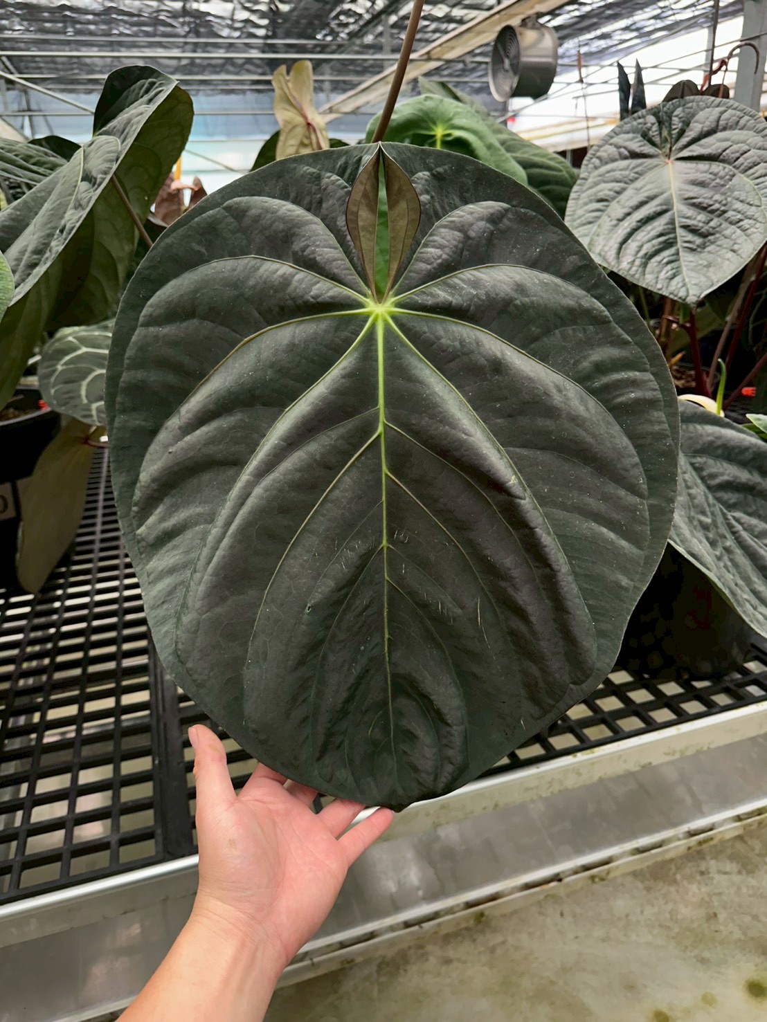 (forgetii x carlablackiae 'Amanda') x BVEP 'Felix'