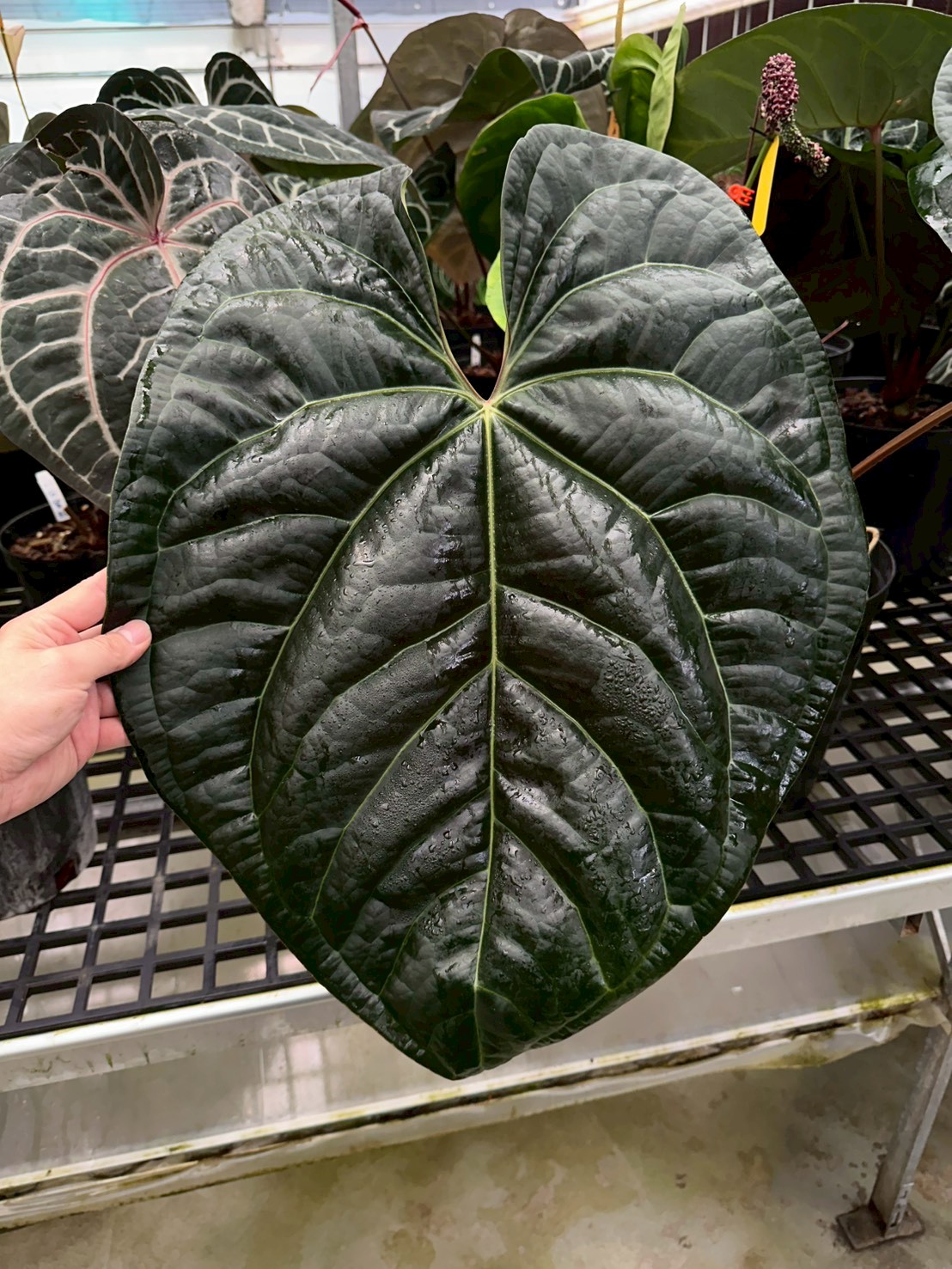Carla x Luxurians