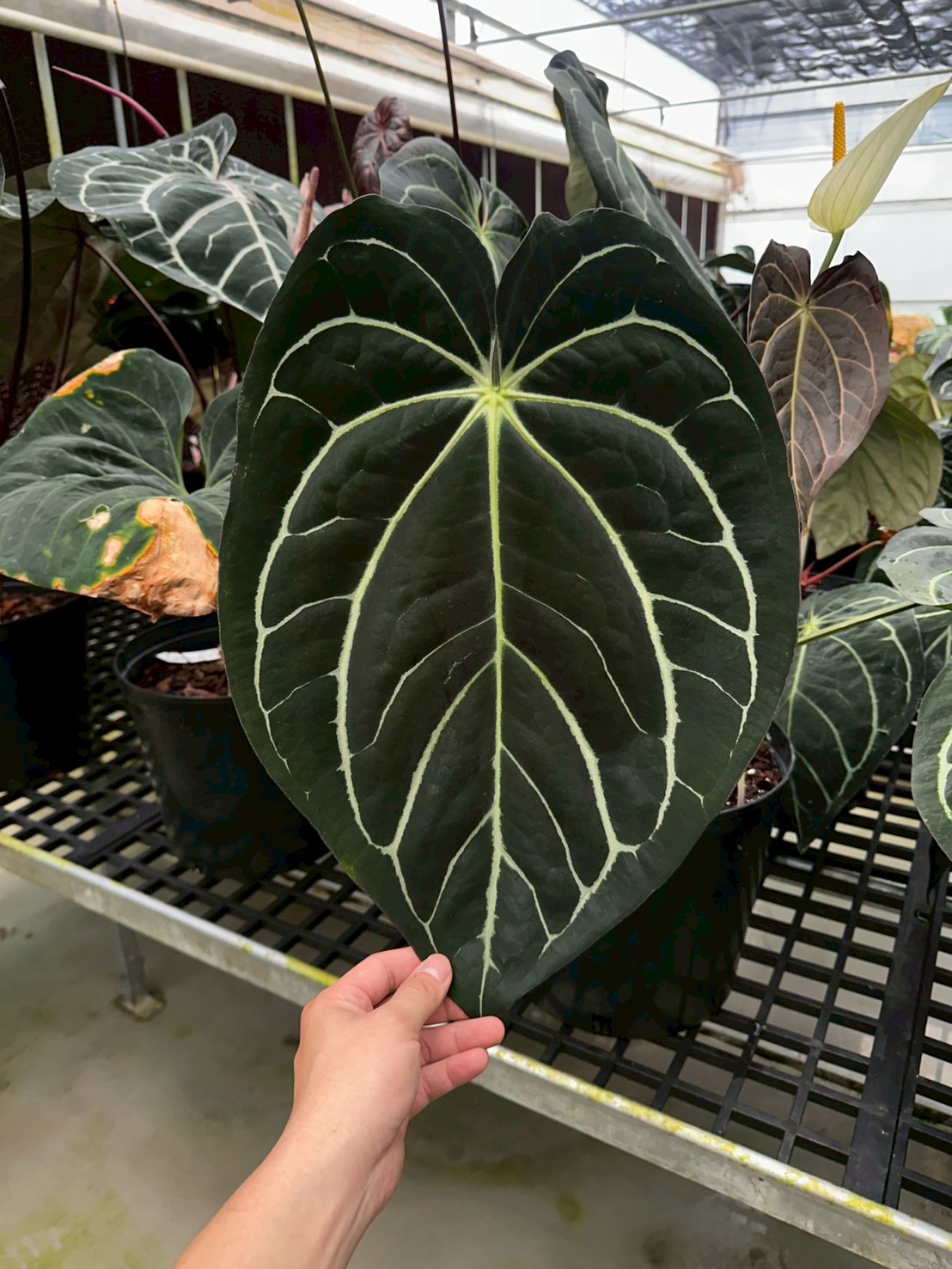 Carla 'og5 x og1' #5