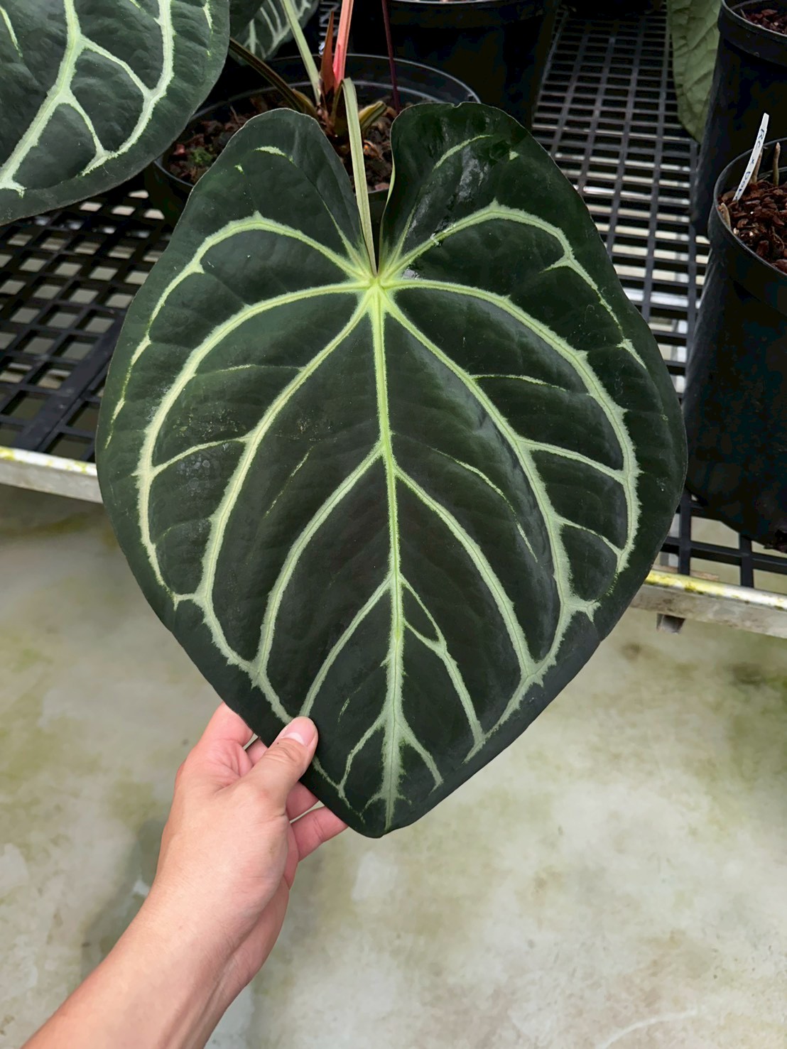 Carla 'og5 x og1' #6