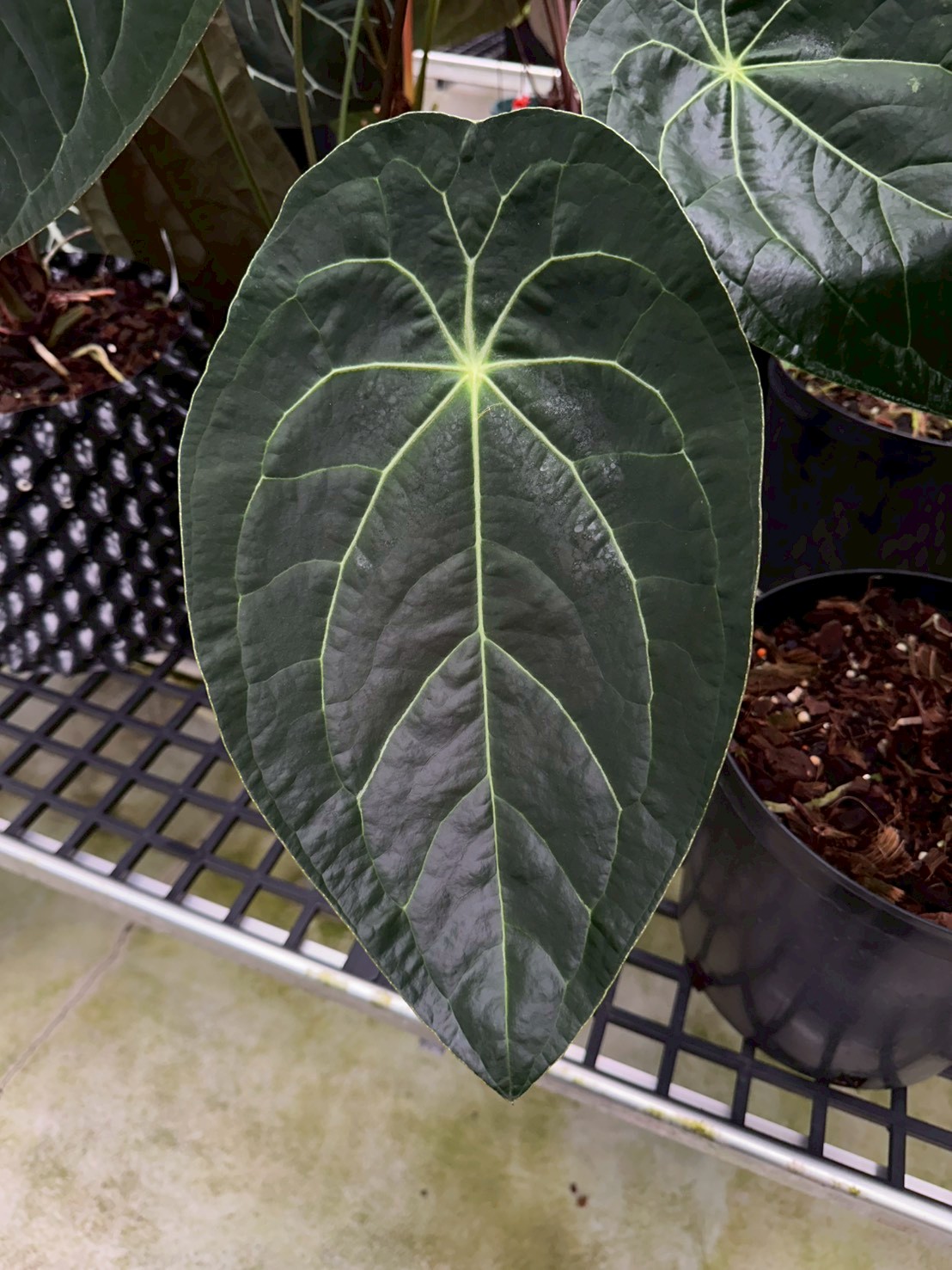“Velvet mask” x (Forgetii x Papi)