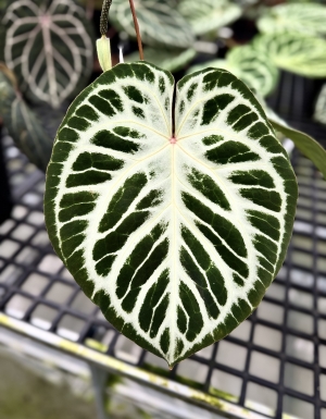 Sliver Tiger x (RC X Dorayaki) #2