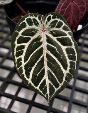 (RC X Dorayaki) x (Papi*magnificum x BVEP)