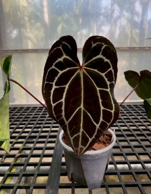 Crystallinum x (carla x besseae aff)
