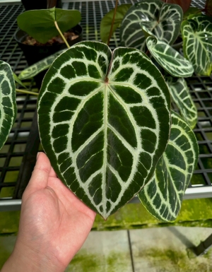 Crystallinum x (RC x KOS)