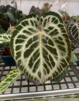 Sliver Tiger x Wonderboy A
