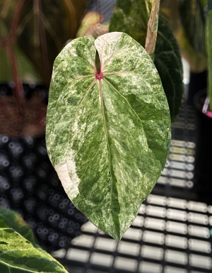 Papi var x Papi red viens #1