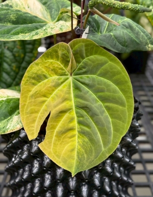 Papi var x Hoffmannii  (indo)