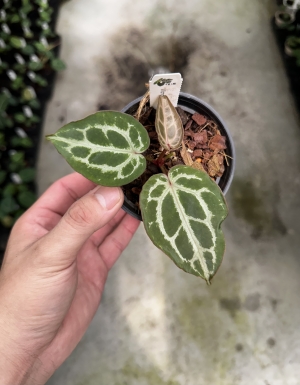 Wonderboy A x ( Chocolate x RC )
