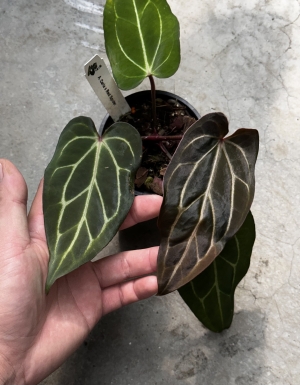 Carla ‘Bruce’ x Red Spider