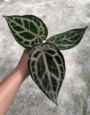 Wonderboy A x RC NSE