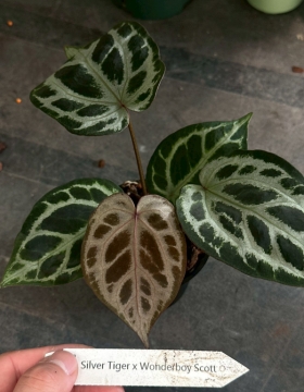 LINE_ALBUM_報價_260406_37