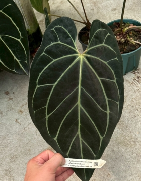 LINE_ALBUM_報價_260406_43
